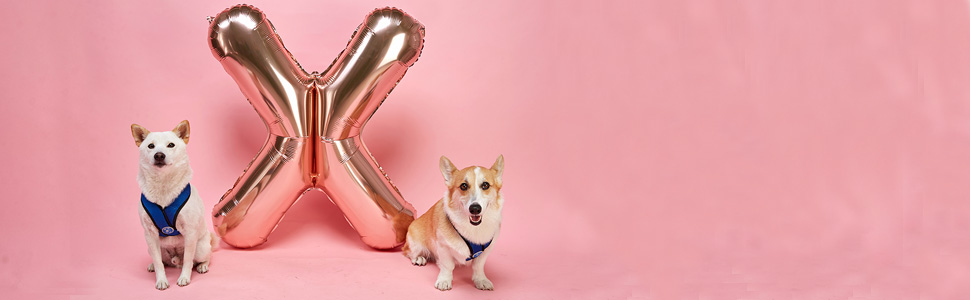 Нашийник для собак Gooby Comfort X для прогулянок та дому, чорний, розмір M, захист від задушення, для собак малих та середніх порід