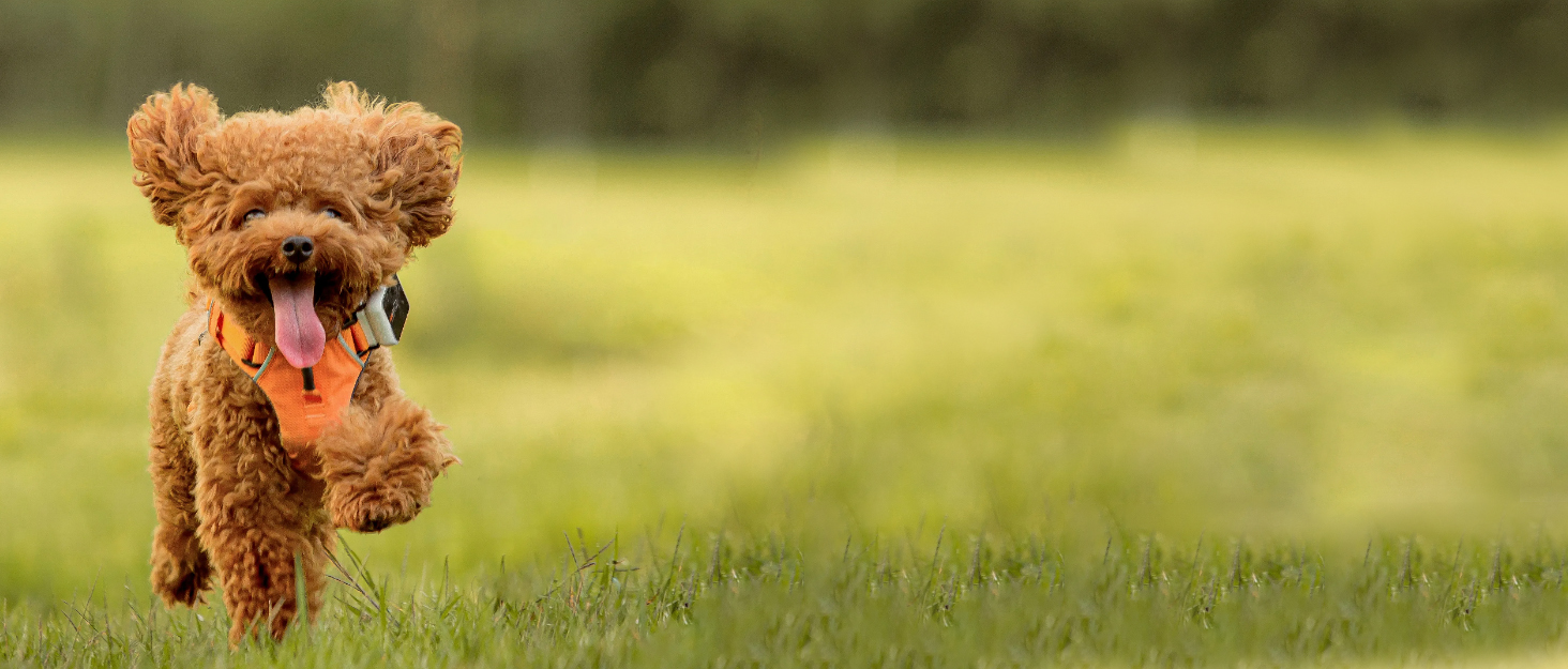 Подвійний рюкзак для котів на 2 котів, великий транспортний рюкзак для домашніх тварин, складаний рюкзак для котів та собак до 11 кг (рожевий)