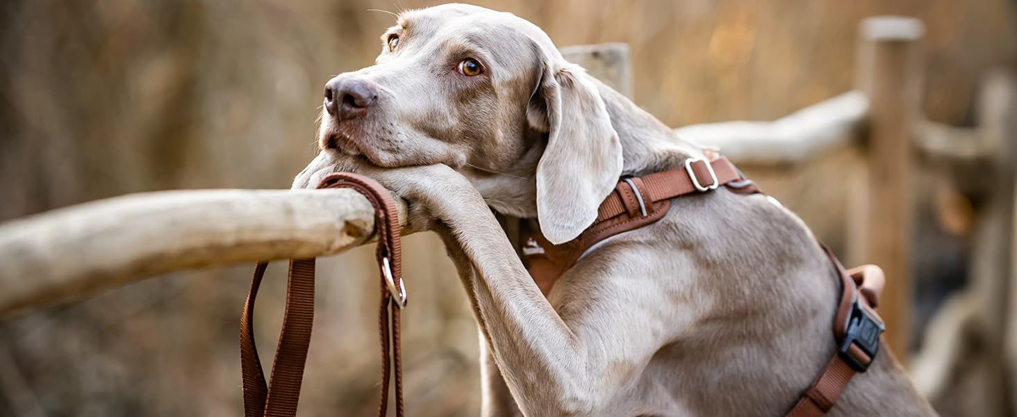 Шлейка для собак Freudentier з м'якою сітчастою підкладкою - максимальний комфорт, надійна фіксація та безпека - анти-тягнучий передній кілечко - нагрудник для великих, середніх та маленьких собак (Помаранчевий, L)