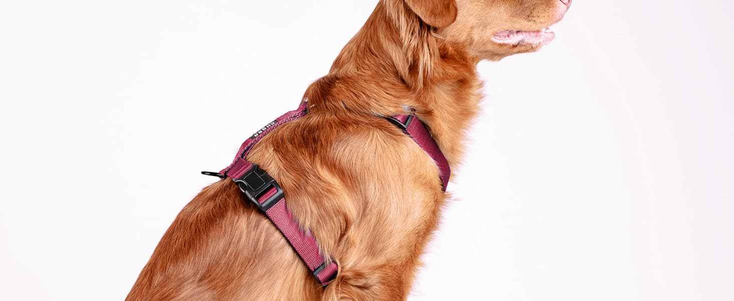 Шлейка для собак Chaba Guard для малих та середніх порід, контрольована, протисмикова, регульована, зручна, легка, класична, розмір M, фуксія/рожева