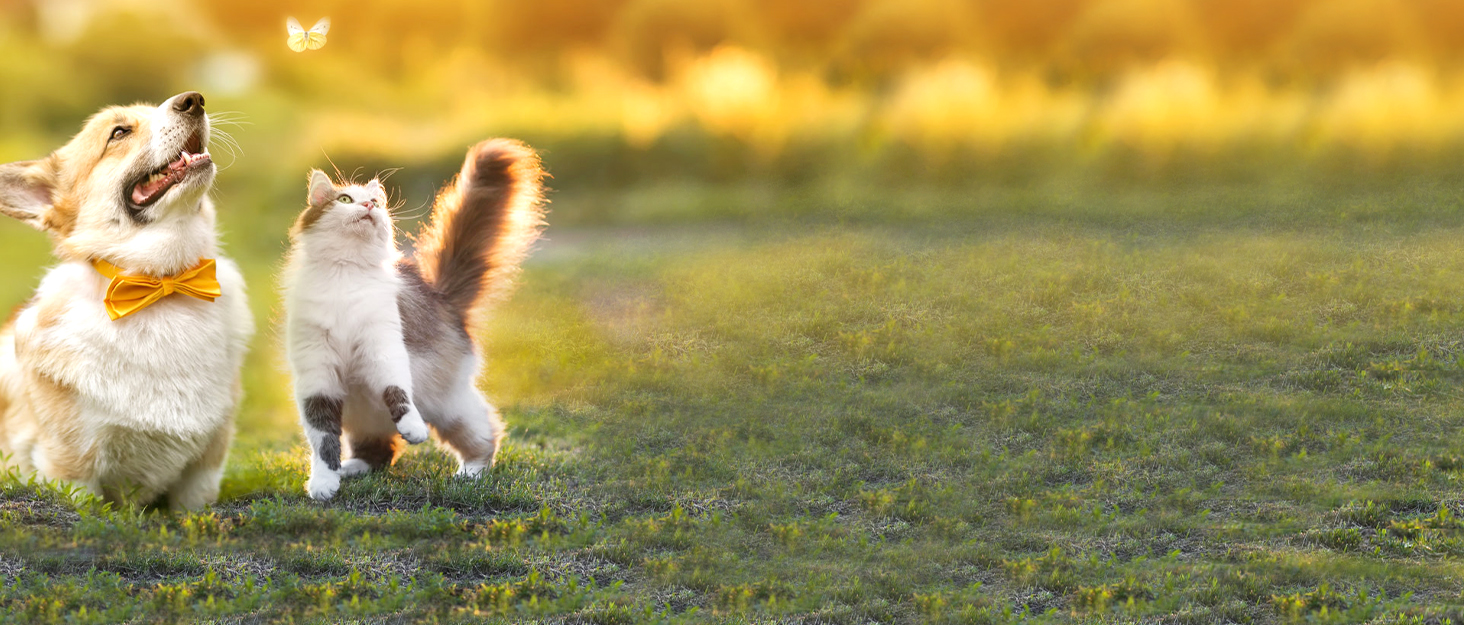 Шлейка для собак Rabbitgoo для великих собак без натягу, тактична нагрудна шлейка з MOLLE, металеві пряжки, дихаюча, військова, чорна, розмір L (1 шт.)