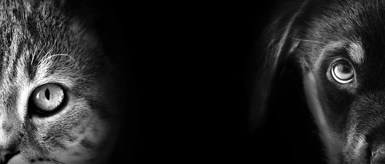 Драбина-кіготник для котів AQPET Panama, 58 см, сірий колір