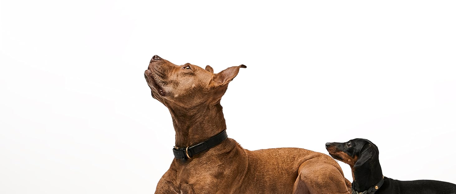 Захист для дивану від собак - ковдра для собак, ліжко для собак, захист дивану - ручна виготовлена підстилка для собак з бортиком - прання до 90 градусів та особливо м'яка - розмір: приблизно 90x90x13 см (плюшевий бежевий, L)