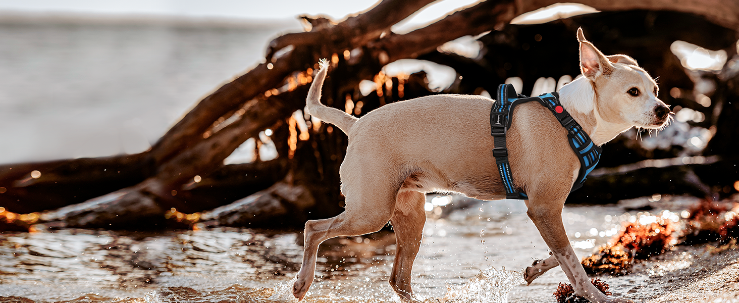 Нашийник для собак Rabbitgoo, великі породи, регульований, проти тяги, з ручкою, м'який, світловідбиваючий, блакитний, L (XL, 1 шт.)