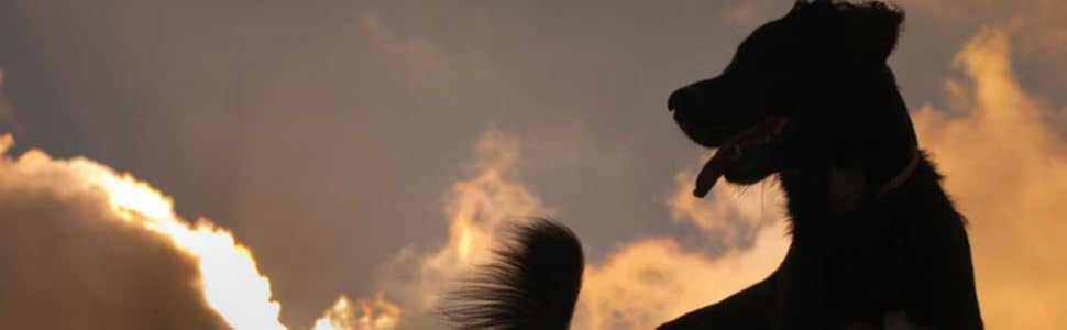 Автокрісло Trixie 1322 для собак, чорне, 45 x 38 x 37 см