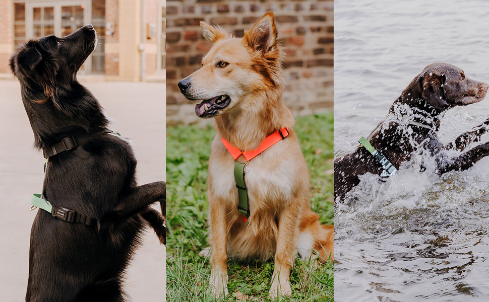Шлейка для собак Lana Hundegeschirr ручної роботи, 5-рівневе регулювання, водонепроникна, Made in Germany, для собак маленьких та великих порід, повідкова шлейка, нагрудна шлейка, повідкова шлейка (M, помаранчевий/зелений) M помаранчевий/зелений