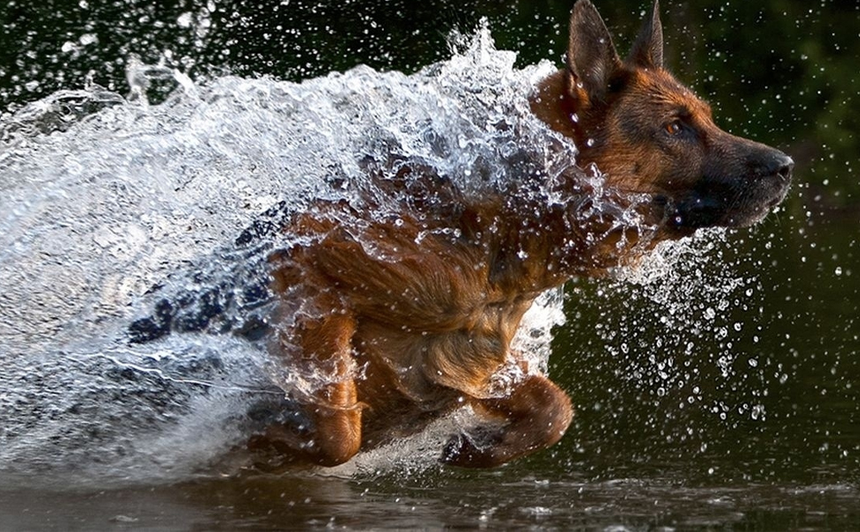 Нашийник для собак Dingo Gear, ручної роботи, міцний шнур, 2 обмежувачі, водонепроникний, для K9-тренувань, IGP, агітація, перехоплення, слухняність, чорний, L (S04049)