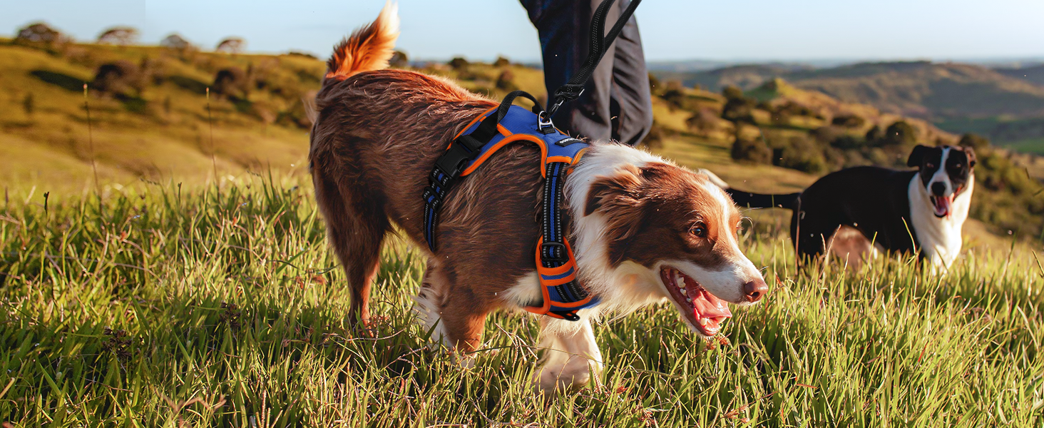 Нашийник для собак Rabbitgoo середнього розміру, анти-тяга, регульований, для великих собак, дихаючий, з світловідбиваючими смугами, безпечне керування, L (Синій+Помаранчевий, XS (1 шт.))