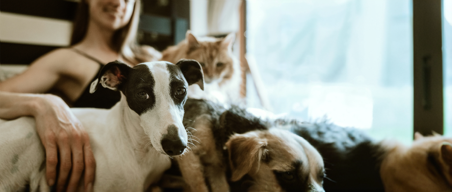 М'яке ліжко для котів та собак DONWEI, кругле, плюшеве, 50/70 см, рожеве