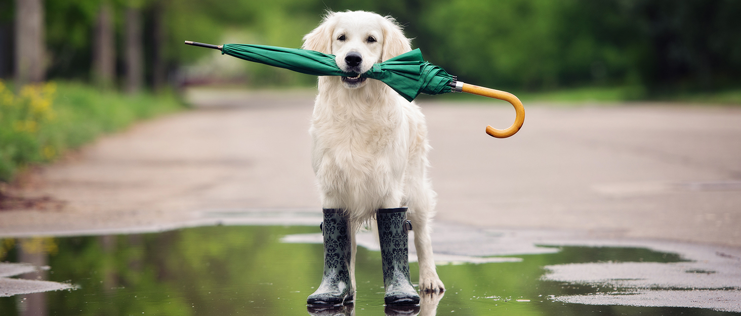 LAMA Гольф-парасолька LAMA: Стійкий до вітру, автоматичний парасолька 105см, 12 спиць, нейлон 210T, анти-UV, для подорожей (Темно-синій)
