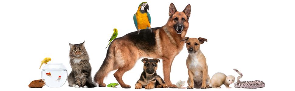 Професійні когтерізки ECENCE для собак та котів з пилочкою - нержавіюча сталь, безпечні та точні