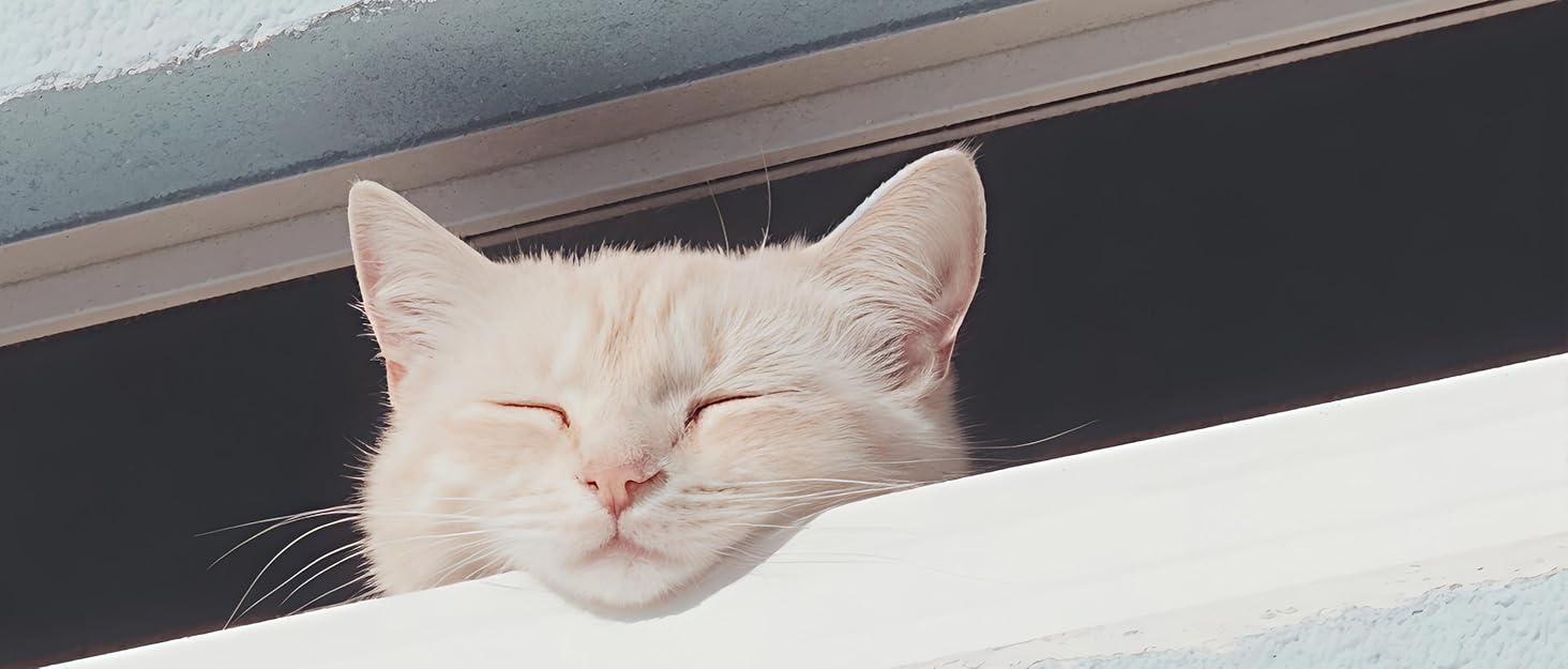 Керамічна миска для котів з піднятою платформою, 2 шт., блакитна - проти блювоти, для собак та котів