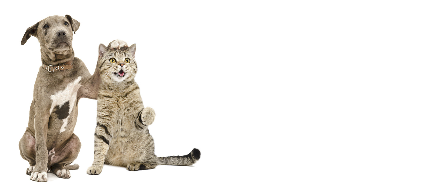 Електрична машинка для стрижки тварин з LED-підсвіткою, бездротова, USB, для собак, котів, догляду за лапами, обличчям, тілом, чорна