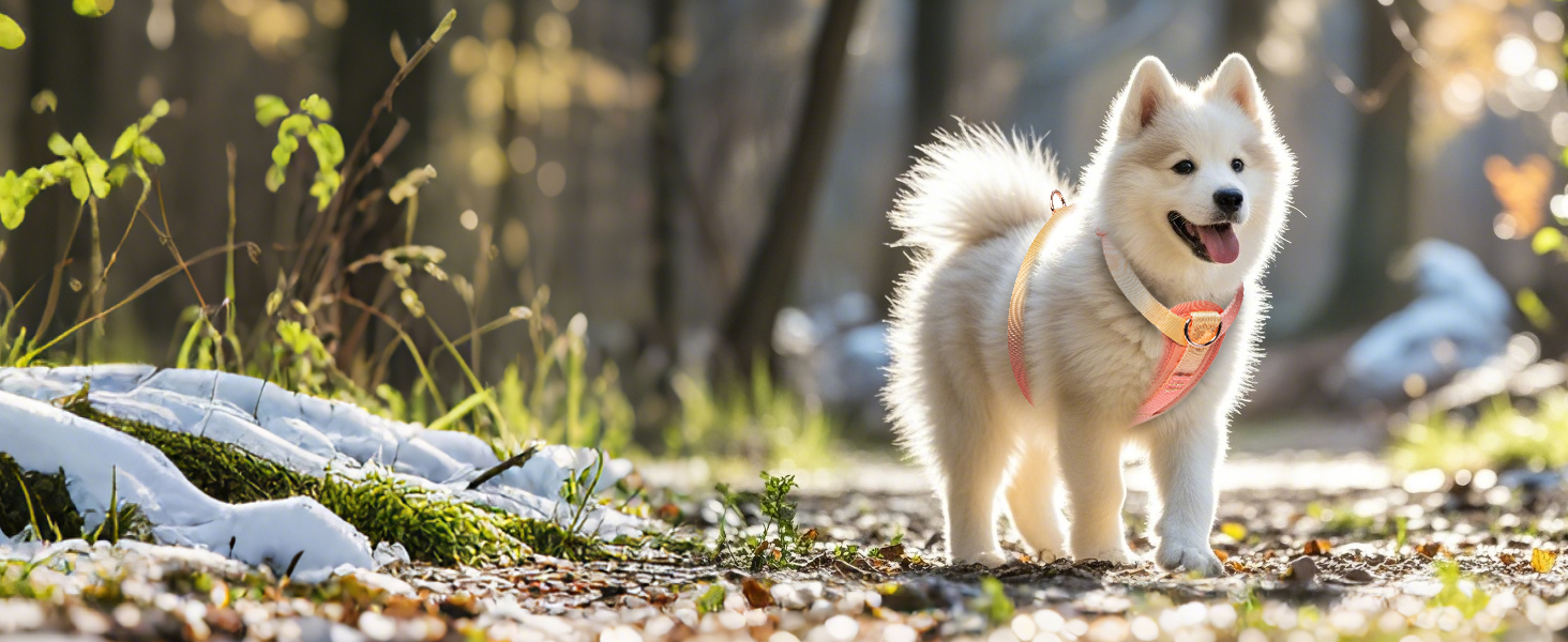 Шлейка для собак середніх порід TSPRO, не тягне, жовто-зелена градієнтна графіка, регульована, з швидкою застібкою, дихаюча та міцна (Розмір 2, обхват шиї 40.6–68.6 см, обхват грудей 40–70 см)