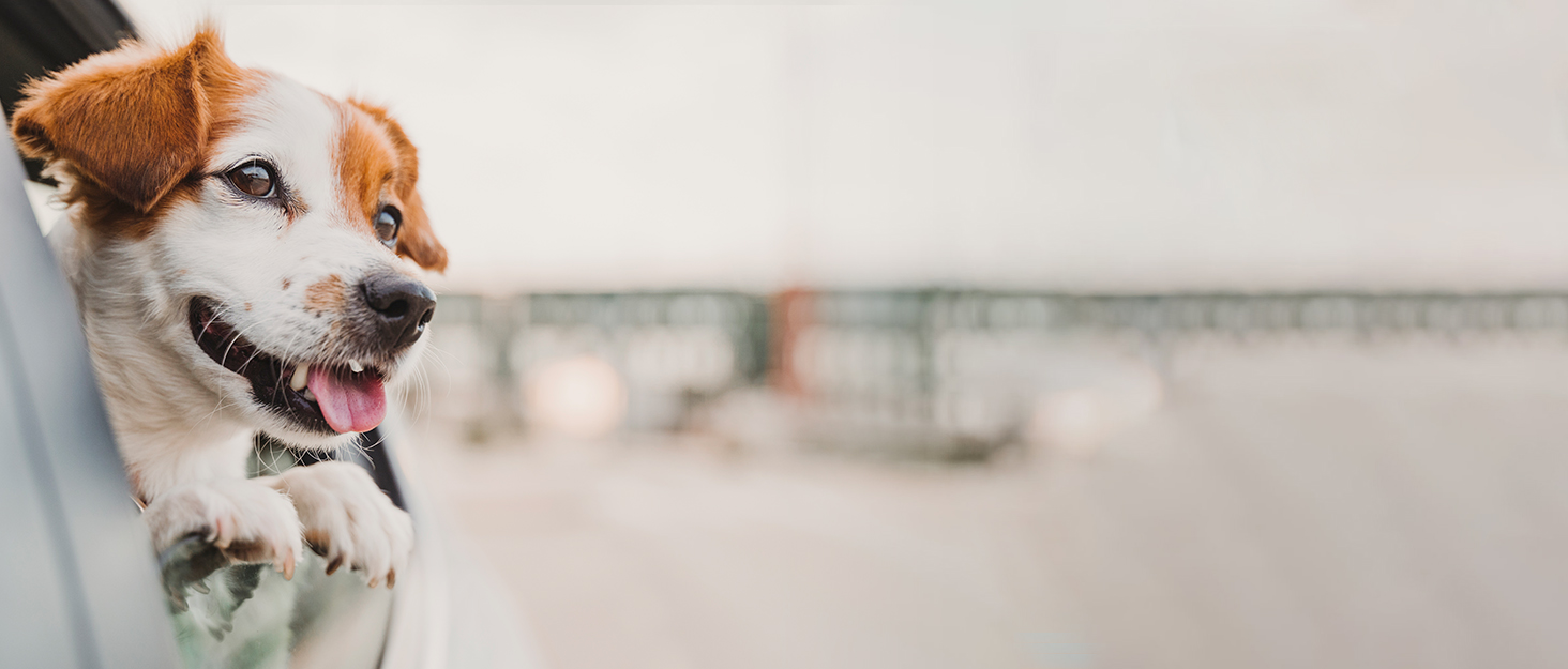 Транспортна переноска для собак, сіра, розмір L (47 x 32 x 36 см)