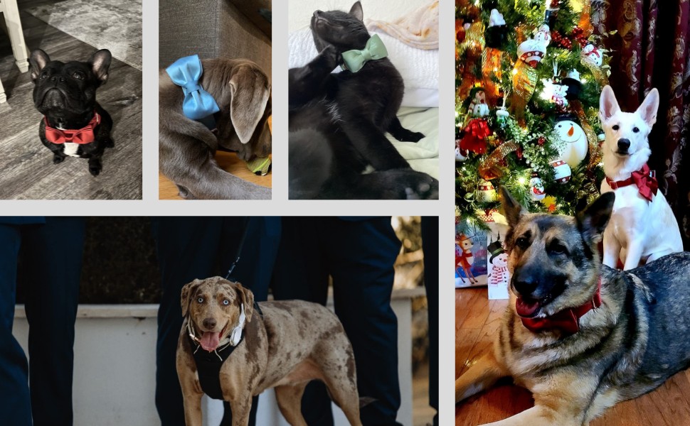 Нашийник для собак Lionet Paws з метеликом - комфортний шовковий нашийник зеленого кольору для маленьких собак, знімний метелик, розмір S (1 шт.), колір: трав'яний