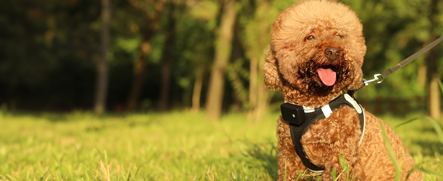 Світловідбиваючий нашийник для собак PcEoTllar з LED підсвічуванням, рожевий (3 режими)