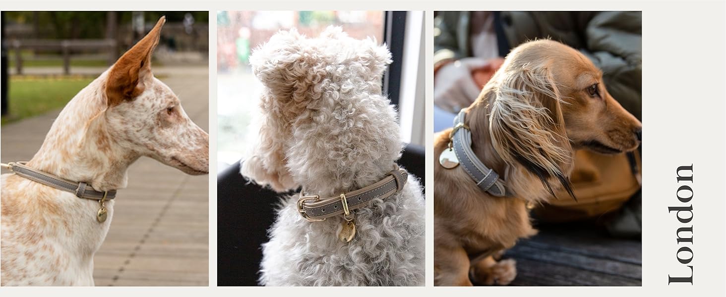 Нашийник для собак Nina Woof Milan з веганської шкіри, м'який, регульований, з крокодиловим тисненням, фіолетовий, розмір M, обхват шиї 38–48 см