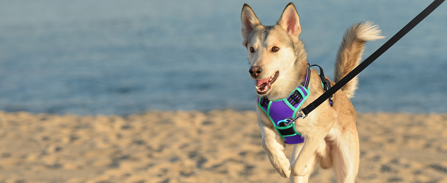 Шлейка для собак великих порід Eagloo, анти-тяга, з відбиваючими смугами, регульована, для Лабрадора, L (1 шт, м'ятно-зелений & фіолетовий)