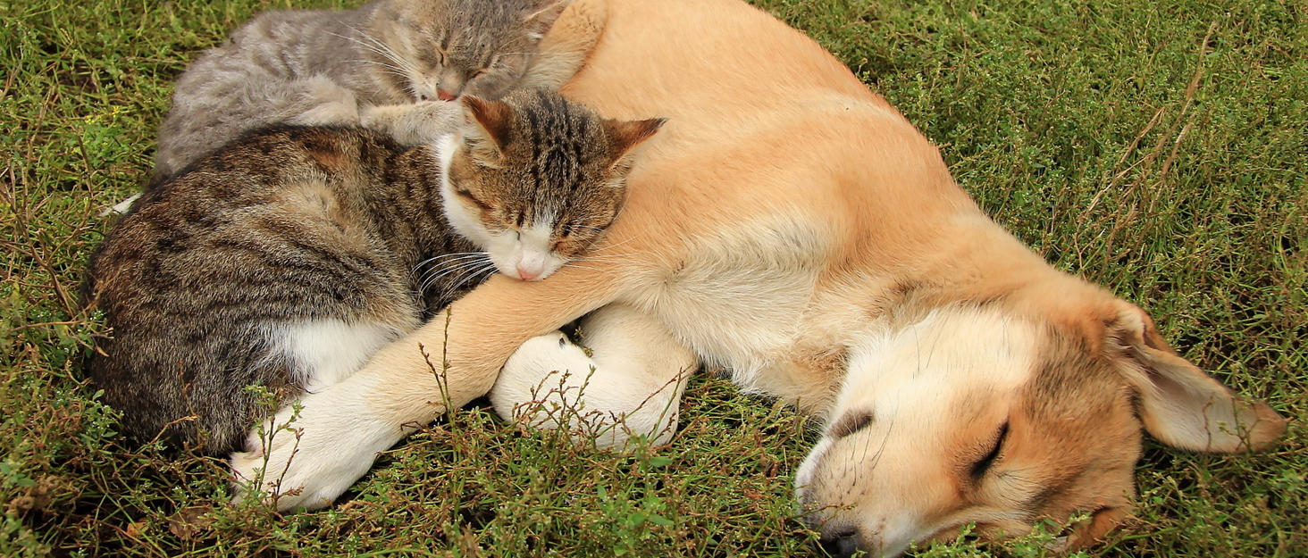 Кігтеточка-будиночок для котів Dripex з 2 поверхів, філц, з подушкою, 30 x 35 x 35 см (Сова)