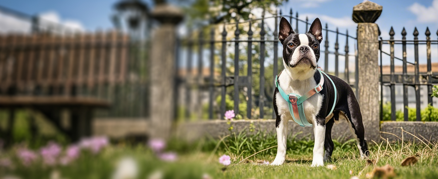 Шлейка для собак середніх порід TSPRO, не тягне, жовто-зелена градієнтна графіка, регульована, з швидкою застібкою, дихаюча та міцна (Розмір 2, обхват шиї 40.6–68.6 см, обхват грудей 40–70 см)