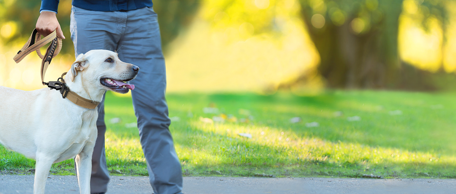 Тактична собача повід Joytale, 1.2м-1.8м, еластична, з двома зручними ручками, автофіксатор, повід без ривка для великих собак, сірий