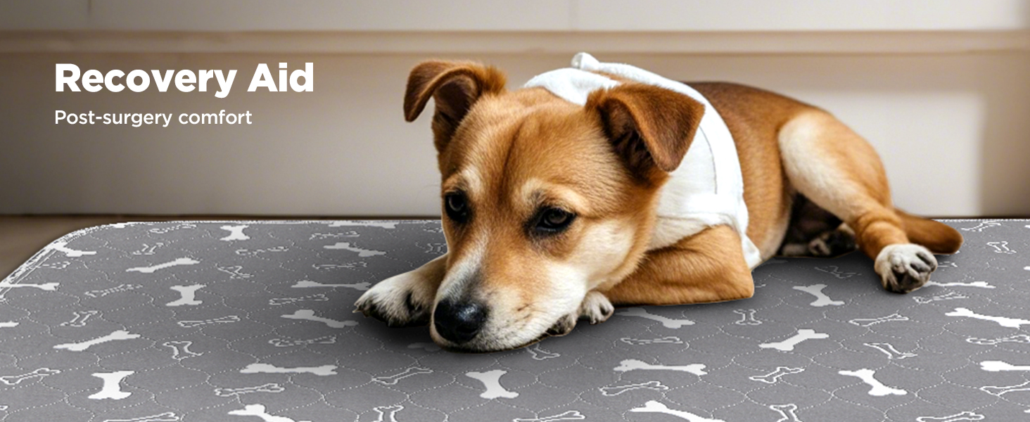 Підкладки для тварин Baodan, 2 шт. 90x60 см, швидко поглинаючі, для собак, котів, морських свинок