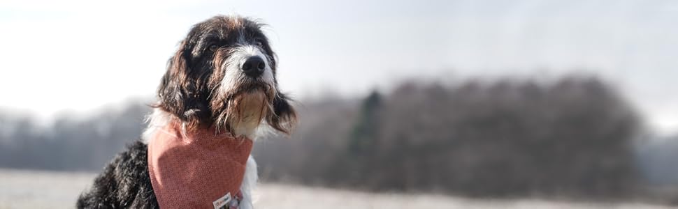 Нашийник для собак Pettsie з банданою та браслетом дружби, регульовані розміри S, M, L, знімний бандана, приваблива упаковка, для любителів собак, зелений (S 25,4-39,4cm, помаранчевий)