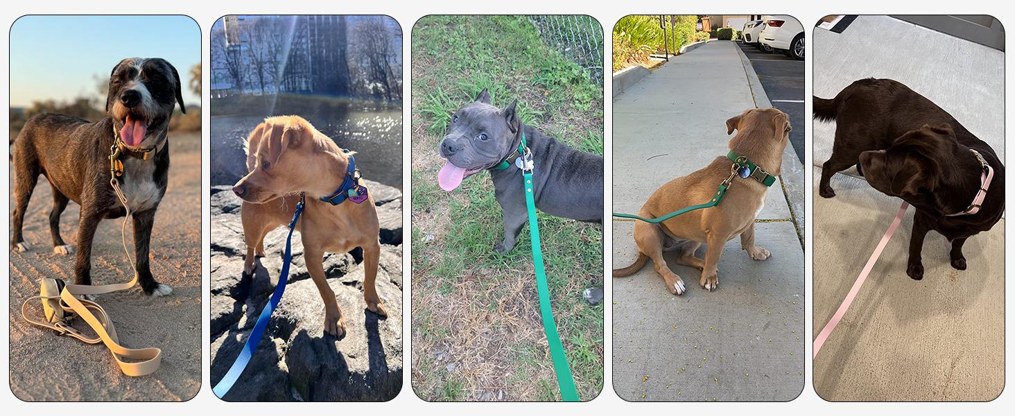 Набір повідка та нашийника для собак Wisedog: регульований, міцний, для собак маленьких, середніх та великих порід. У комплекті тримач для відходів (M, оливковий). Розмір: M (нашийник: 30-45 см; поводок: 1,5 м), колір: зелений