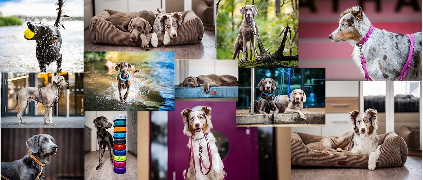 Ошийник для собак з персоналізацією - XS-XXL - індивідуальне замовлення - вишивка імені та номеру телефону - широкий та регульований