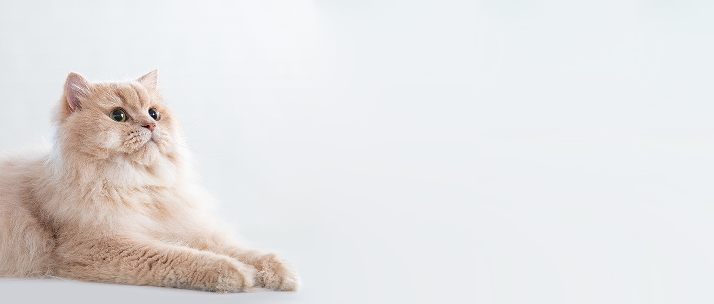 Нержавійна миска для собак HomeRunPet, 1 л з неслизьким дном, подвійні стінки, ізольована, для маленьких, середніх та великих собак, чорна