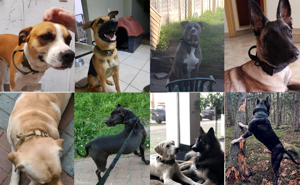 Нашийник для собак Eeyfarog, регульований з контролем, сірий, XL