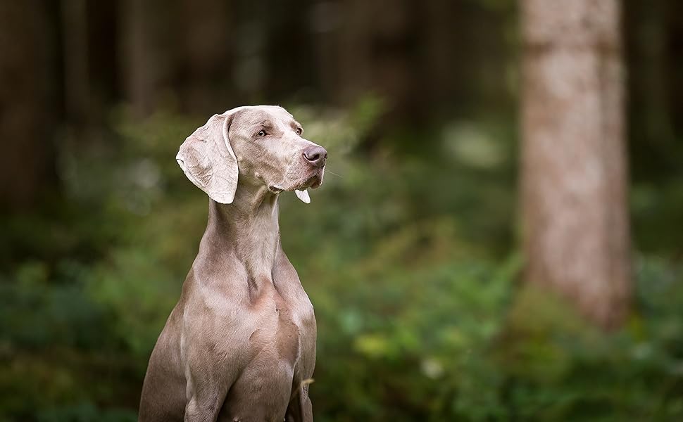Декоративна подушка Croci Revenant Border сірого кольору, 80x60x11 см