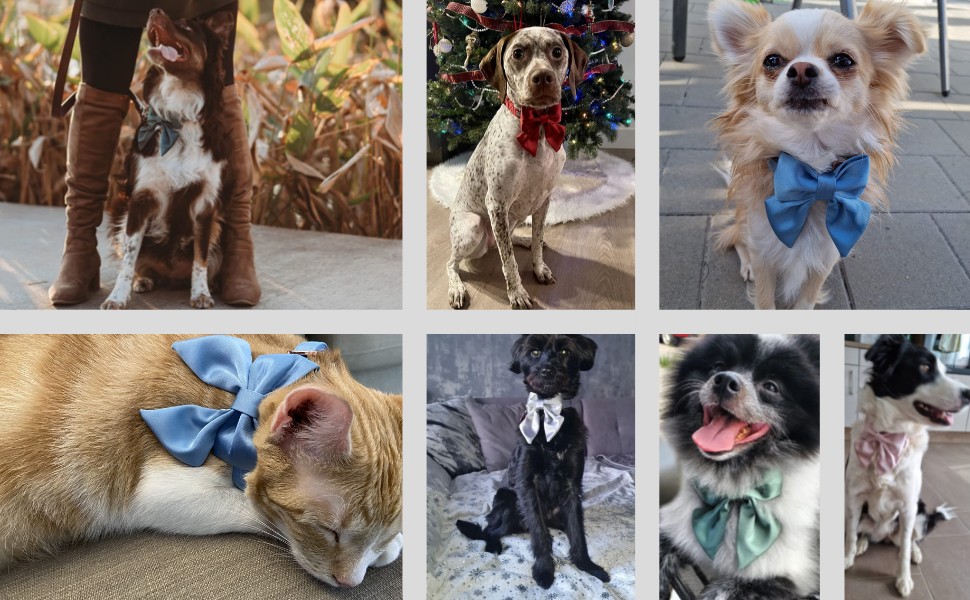 Елегантний ошийник для собак Lionet Paws з краваткою - комфортний шовковий ошийник знімною краваткою для маленьких собак, обхват шиї 25-40 см, білий (1 шт.)