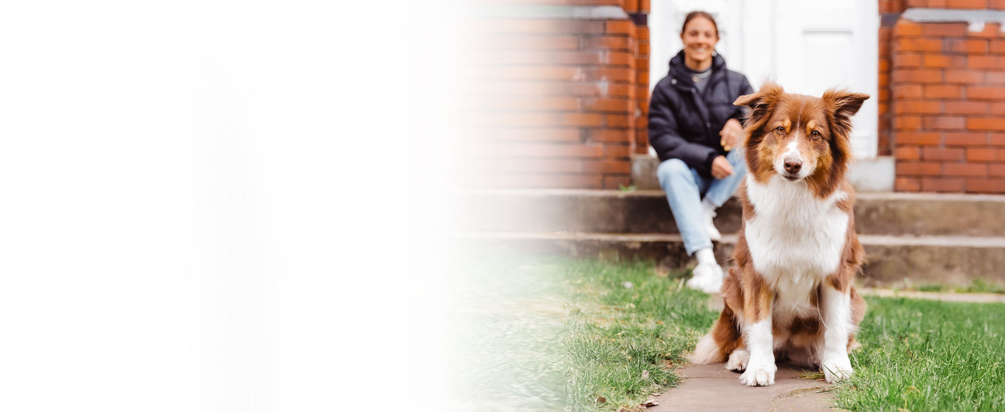 Щітка для собак та котів з довгим хутром BluePet: видаляє підшерстя та ковтуни, захищає верхній шар, ідеально для линьки (M-L породи, M-L + шампунь)