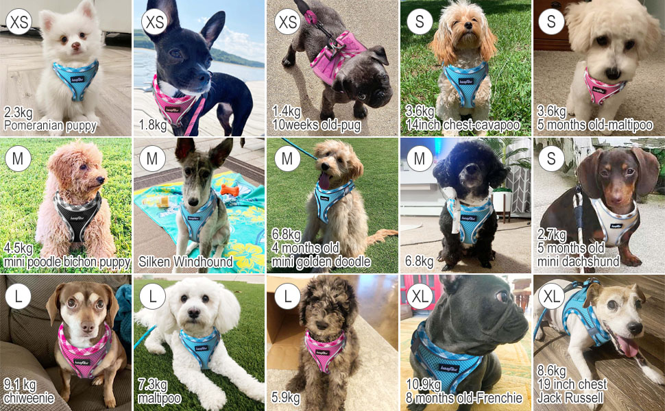 Нашийник та поводок для собак Haapaw, без натягу, регульований, світловідбиваючий, Step-in, для цуценят та маленьких собак, з м'якою підкладкою, блакитний, розмір M (обхват грудей 38.1-45.7 см, вага 4.5-6.8 кг)