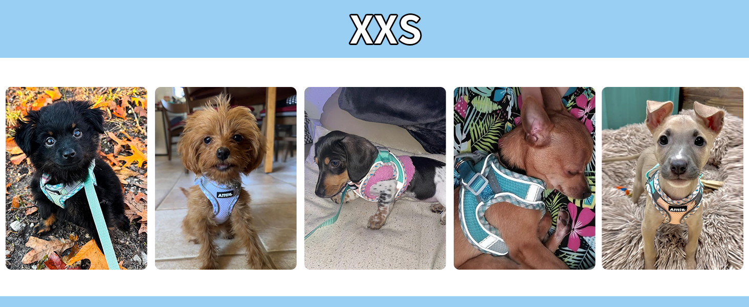 Нашийник та поводок для собак: комплект для прогулянок, нашийник для навчання цуценят, м'який дихаючий аксесуар для домашніх тварин, світловідбиваючі смуги, для дуже маленьких собак та котів, блакитно-рожевий, XXXS