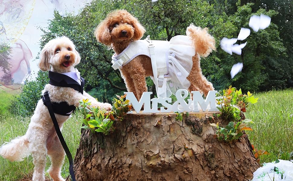 Ошатний нашийник Croci Ceremony для собак з метеликом, блакитний, сатин, срібні деталі, розмір L (41–66 см)