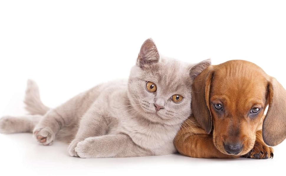 Контейнер для корму для собак Curver Love Pets 10 л – білий з собачим мотивом