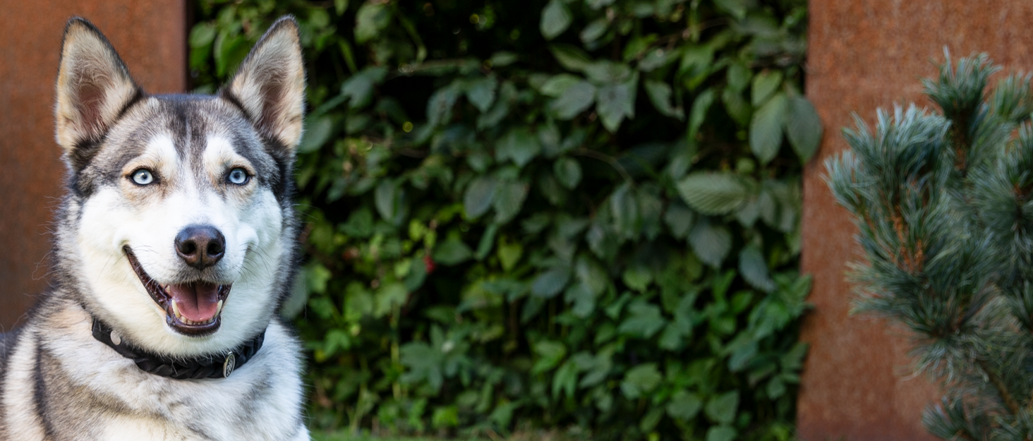 Ортопедичне ліжко для собак CopcoPet Pia, рожеве, 60 x 50 см - м'яке ліжечко з віскоеластичною начинкою, зручне, з антиковзаючою основою, легко миється, для маленьких собак