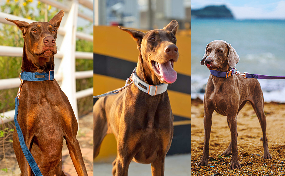 Набір повідка та нашийника для собак Aring PET, велюровий, зручний, регульований, для цуценят та собак, темно-зелений