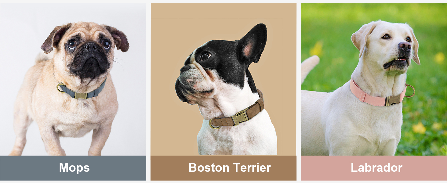 Шлейка для собак Didog з м'якої шкіри, міцна, з надійною застібкою, регульована, для середніх та маленьких собак, блакитна, розмір M (13-21 см)