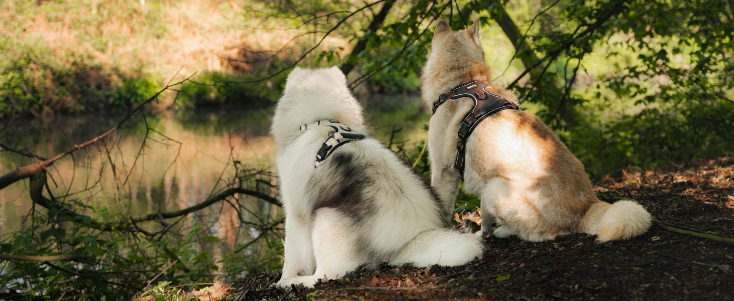 Нашийник для собак Lionto, м'який нейлон, розмір S, анти-тяга, 2 кільця, 4 регульовані ремінці, 2 застібки, гумовий хват, бежевий