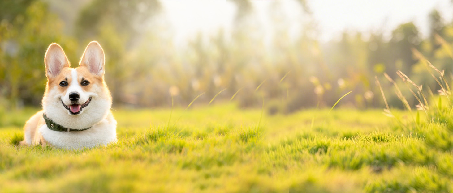 Набір мисок для цуценят та собак, 2 шт. з нержавіючої сталі, повільне годування, для маленьких собак, котів та тварин