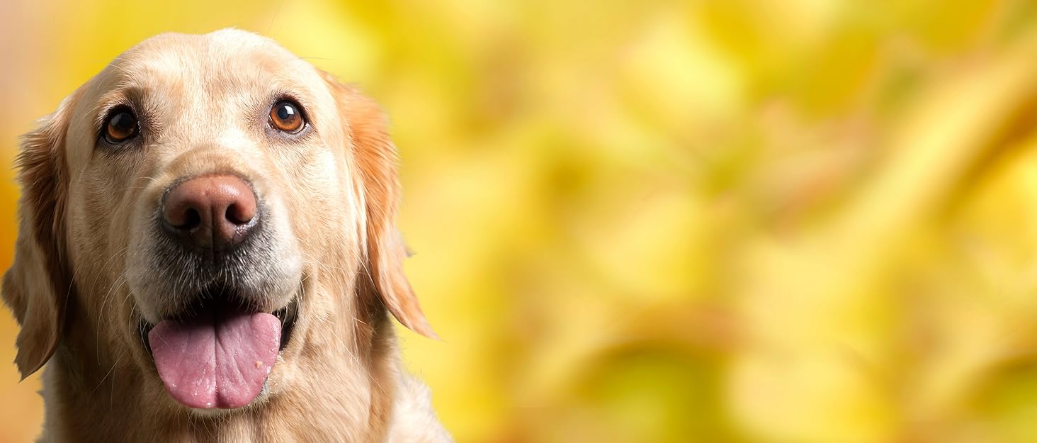 Шлейка для собак Funfox, середнього розміру, анти-тяга, регульована, з ручкою та світловідбиваючими смугами, чорна, L