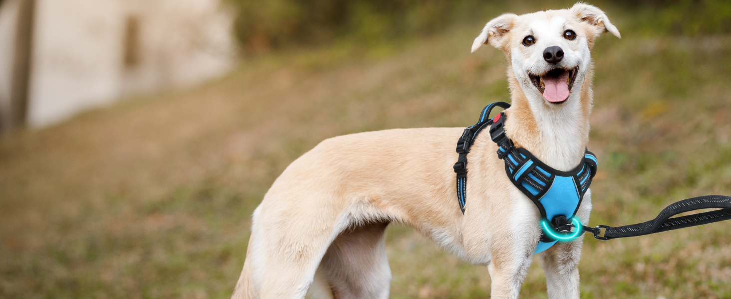 Нашийник для собак Rabbitgoo, великі породи, регульований, проти тяги, з ручкою, м'який, світловідбиваючий, блакитний, L (XL, 1 шт.)