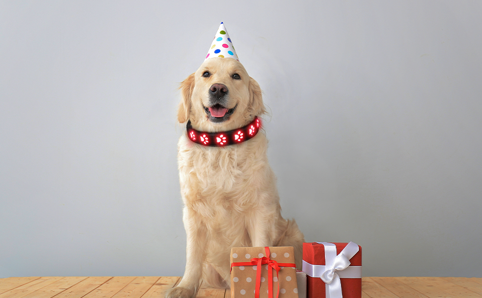 Світловідбиваючий нашийник для собак AUAUY з LED підсвіткою, USB-зарядка, водонепроникний, регульований, для малих, середніх та великих собак, 6 кольорів, Colorful S (30-40 см)