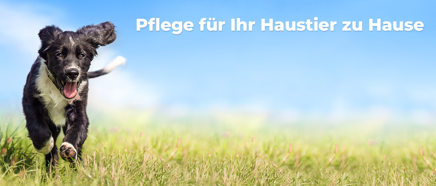 Щітка для собак та котів, гребінець для тварин з нержавіючої сталі 12+23 зубчики, двостороння для видалення шерсті та розплутування вузлів (Large, блакитний)