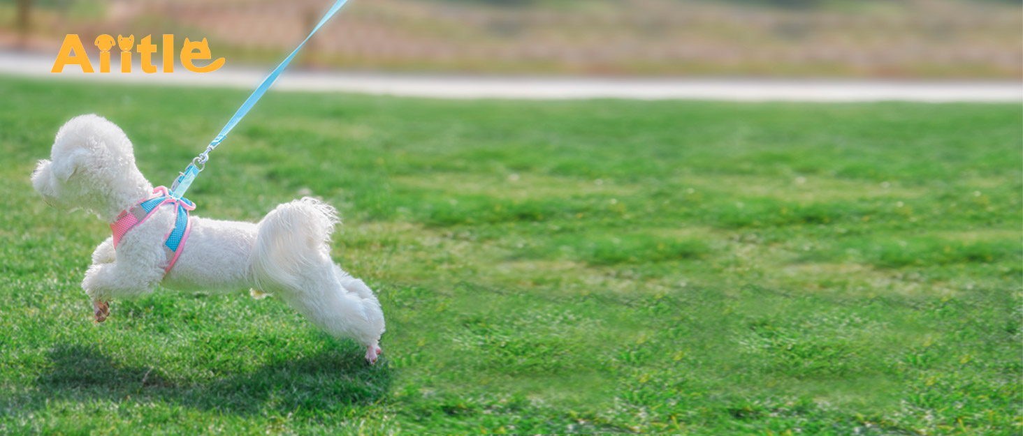 Нашийник та поводок для собак: комплект для прогулянок, нашийник для навчання цуценят, м'який дихаючий аксесуар для домашніх тварин, світловідбиваючі смуги, для дуже маленьких собак та котів, блакитно-рожевий, XXXS