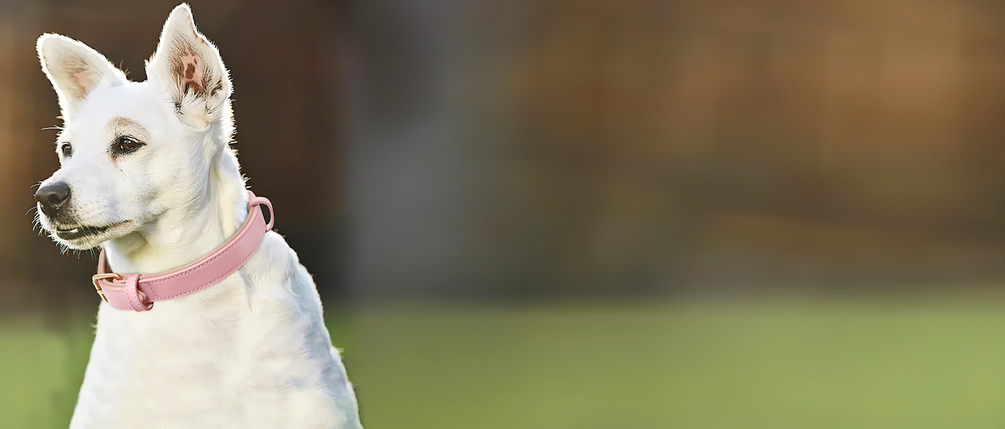 Нашийник для собак Heele з натуральної шкіри, рожевий, регульований, великий розмір (L), 1 шт.